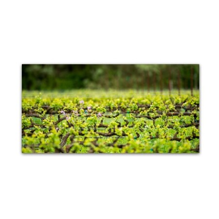 Trademark Fine Art Lance Kuehne 'Signs of Spring' Canvas Art, 16x32 ALI12654-C1632GG